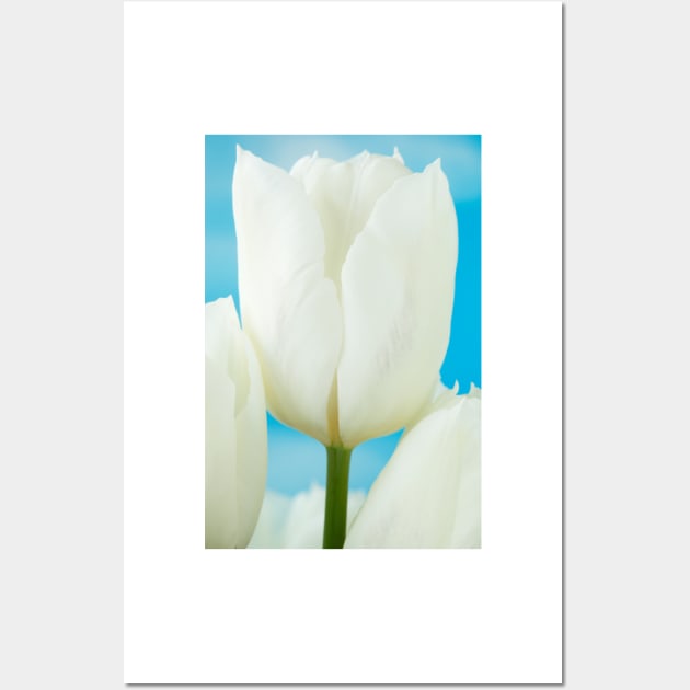 Tulipa  'White Dream'  Tulip Wall Art by chrisburrows